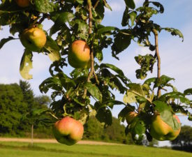 Abschied vom Sommer - Trilogie Teil 3